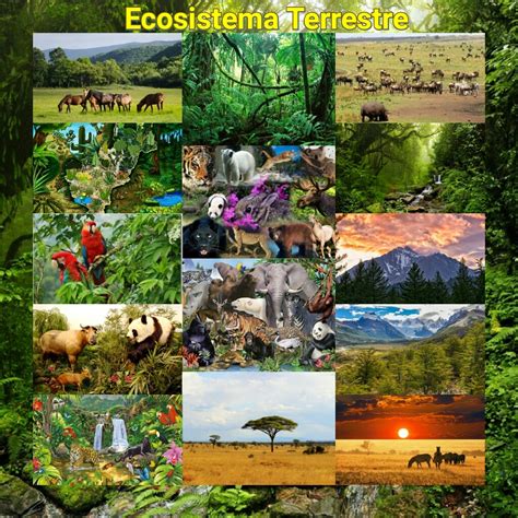 ejemplos de ecosistemas-4
